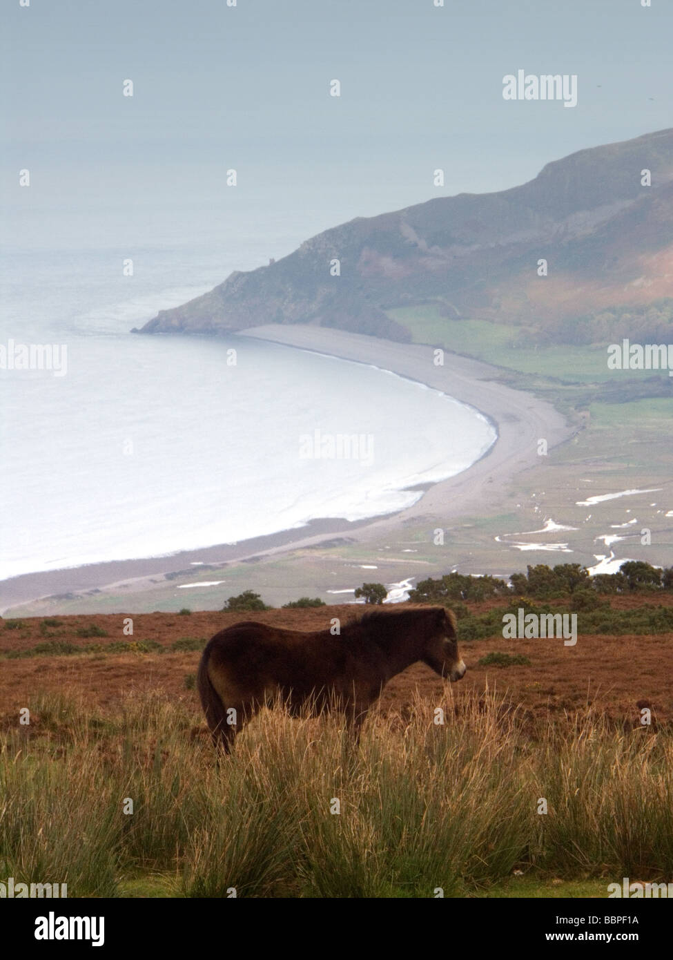 Exmoor Pony affacciato sulla Baia di Porlock, Somerset, Regno Unito Foto Stock