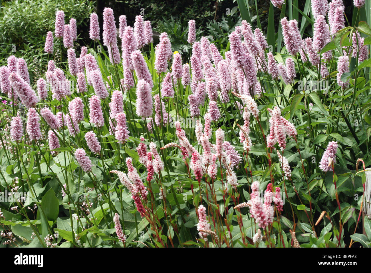 Polygonum 'superbum' & 'firetail' in estate Foto Stock