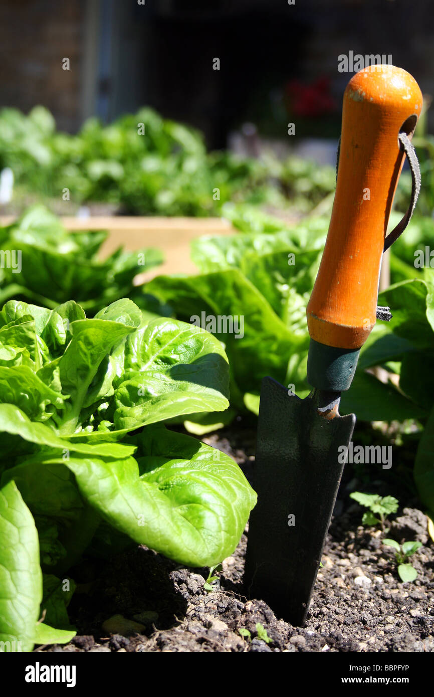 Fate crescere il vostro proprie verdure organiche sana opzione rispettosi dell'ambiente mangiare nutriente stagionale cinque una giornata fresca verdura verde Foto Stock