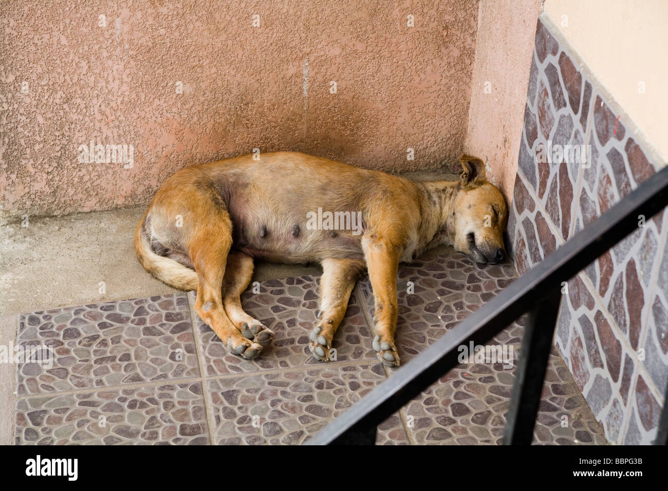 Patzicia,Guatemala;America centrale,cane randagio dormire in scale Foto Stock