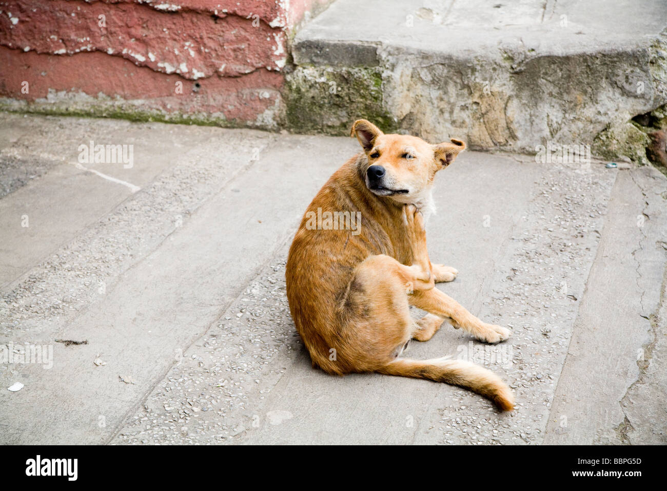Patzicia,Guatemala;America centrale,cane randagio graffiare Foto Stock