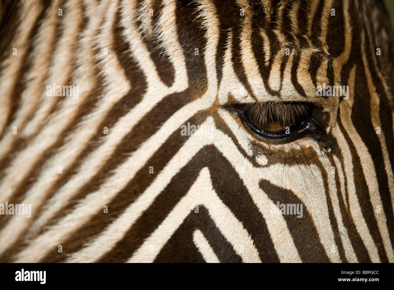 Di Grevy zebra ( Equus grevyi ), testa dettaglio Foto Stock