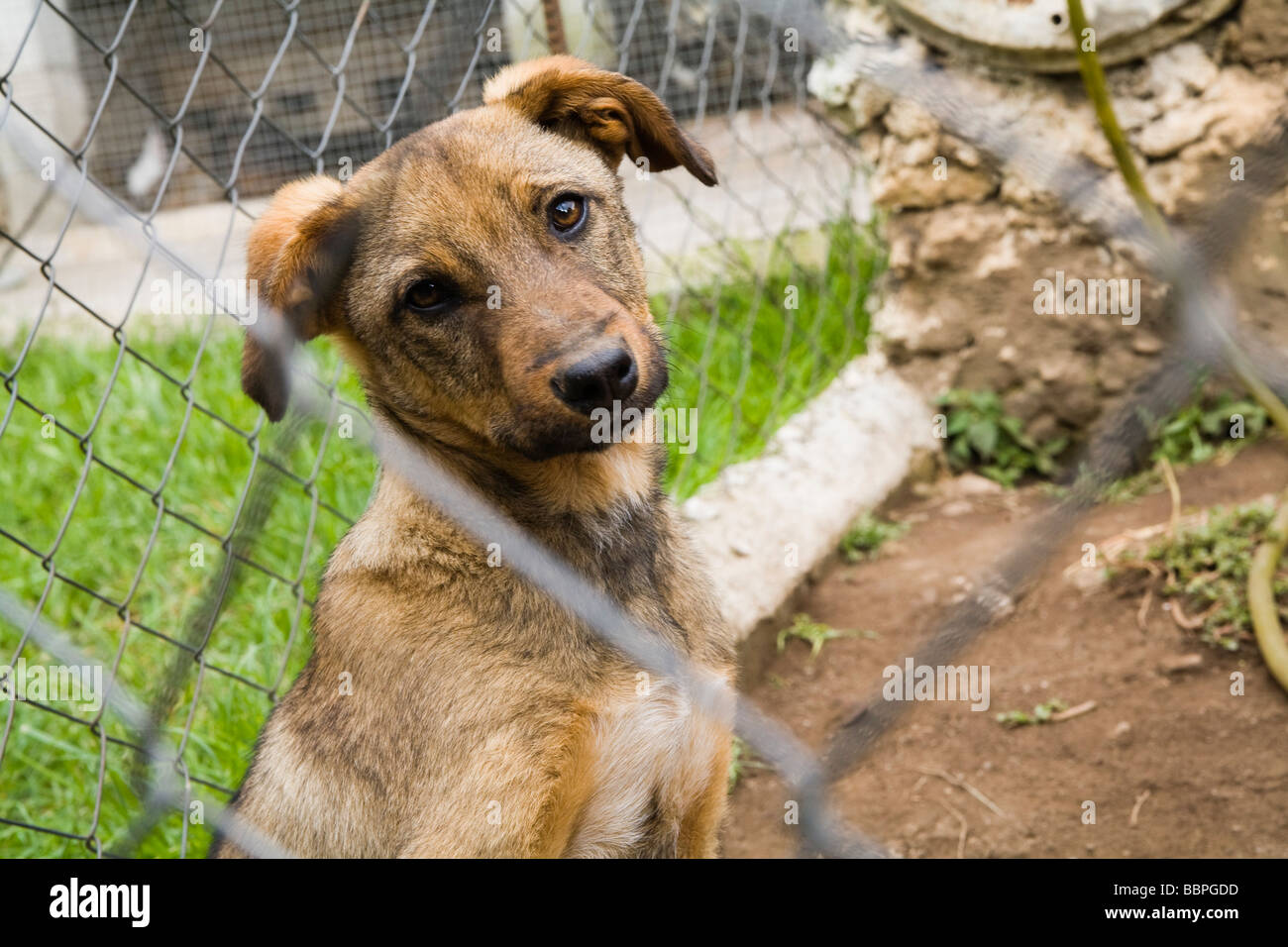 Patzicia,Guatemala;America centrale,Caged Stray dog Foto Stock