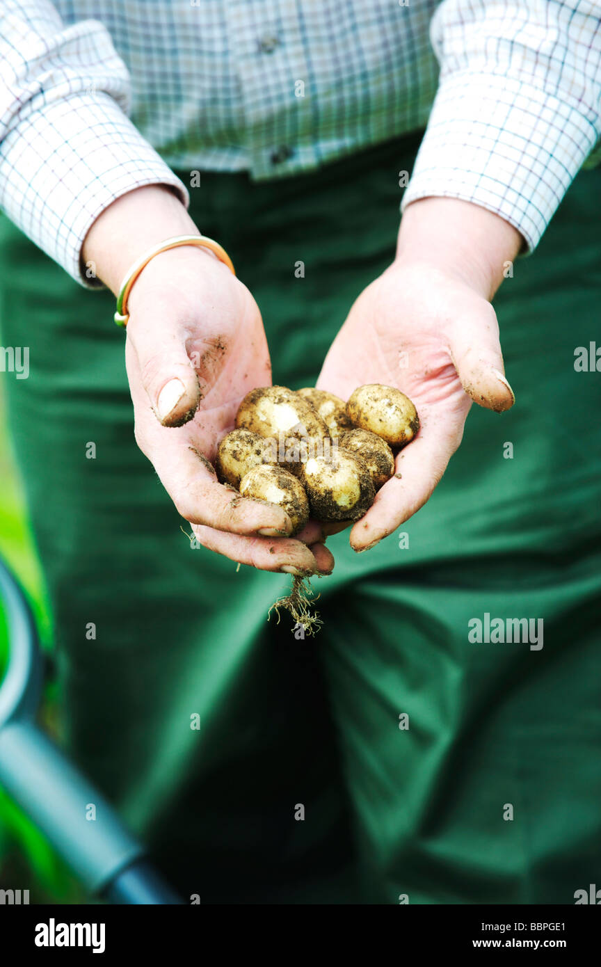 Appena scavato organici locali di patate Foto Stock