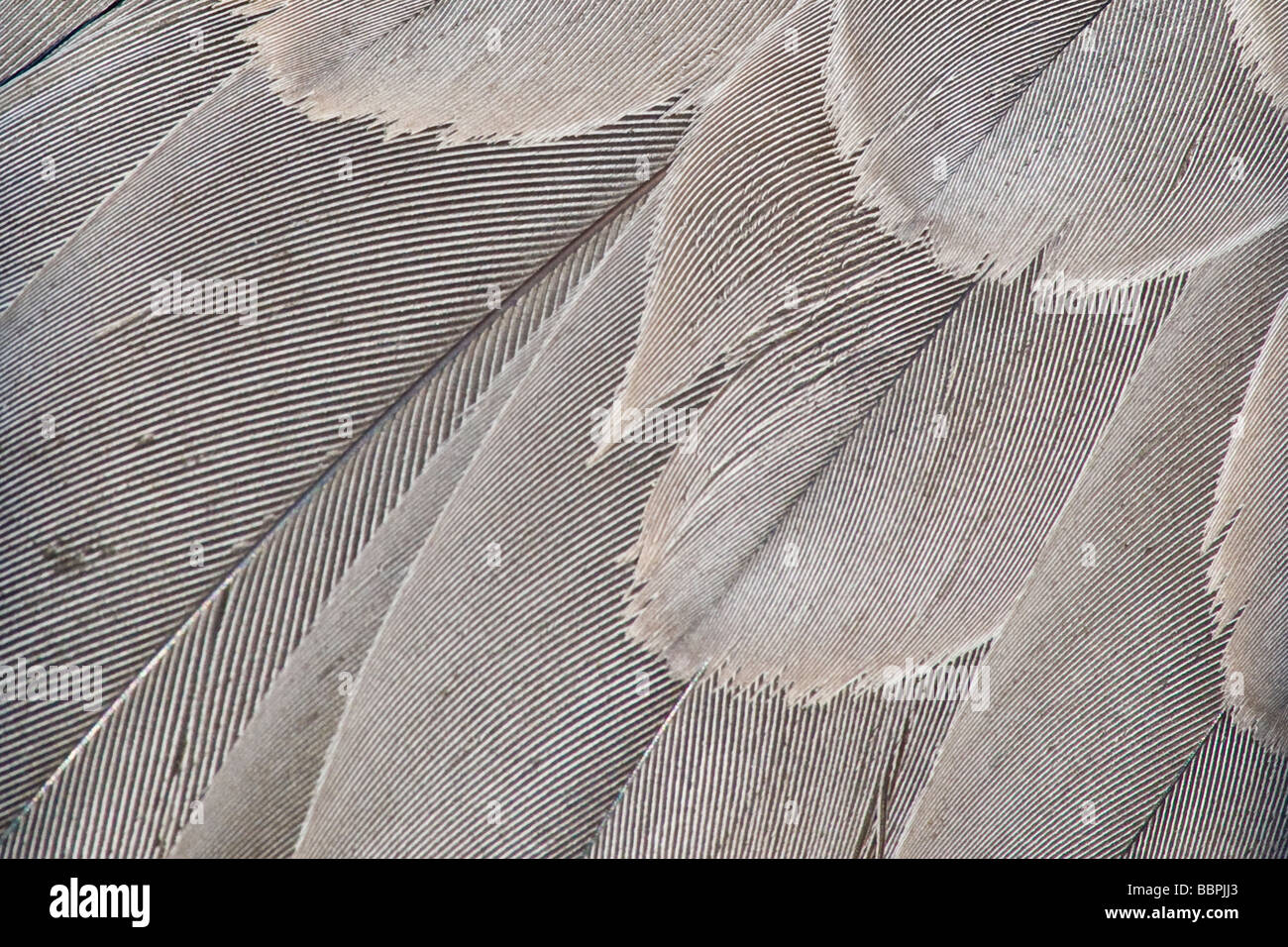 Close up dettaglio di Sandhill gru piume Foto Stock