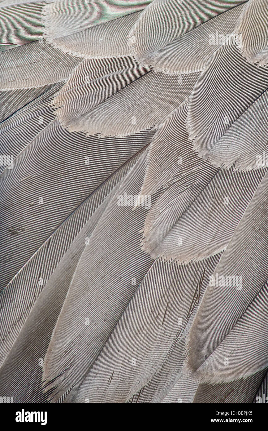 Close up dettaglio di Sandhill gru piume Foto Stock