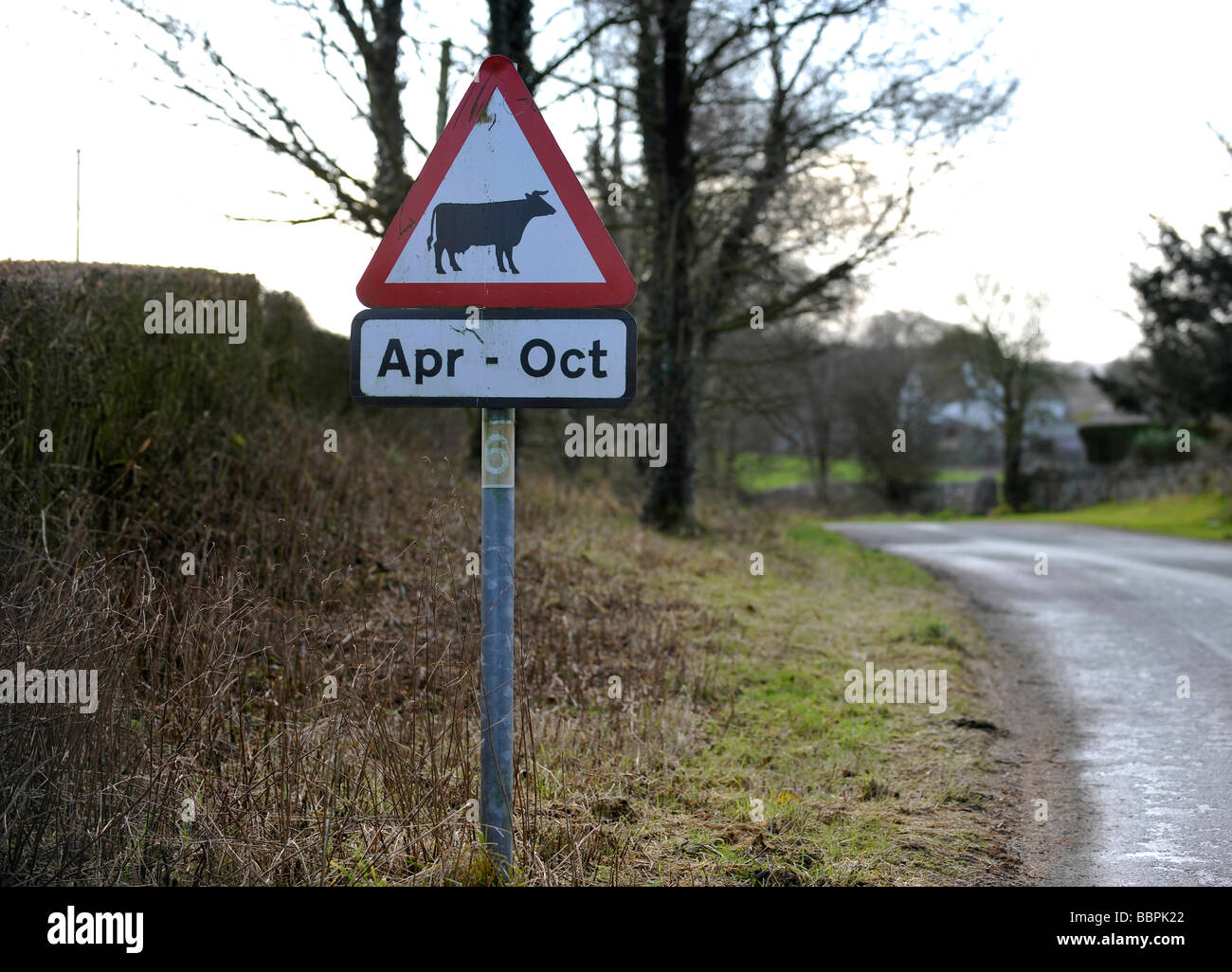 Cartello stradale di avvertimento per il bestiame vacche e il bestiame tra i mesi di aprile e ottobre su un paese rurale strada in Bretagna Foto Stock
