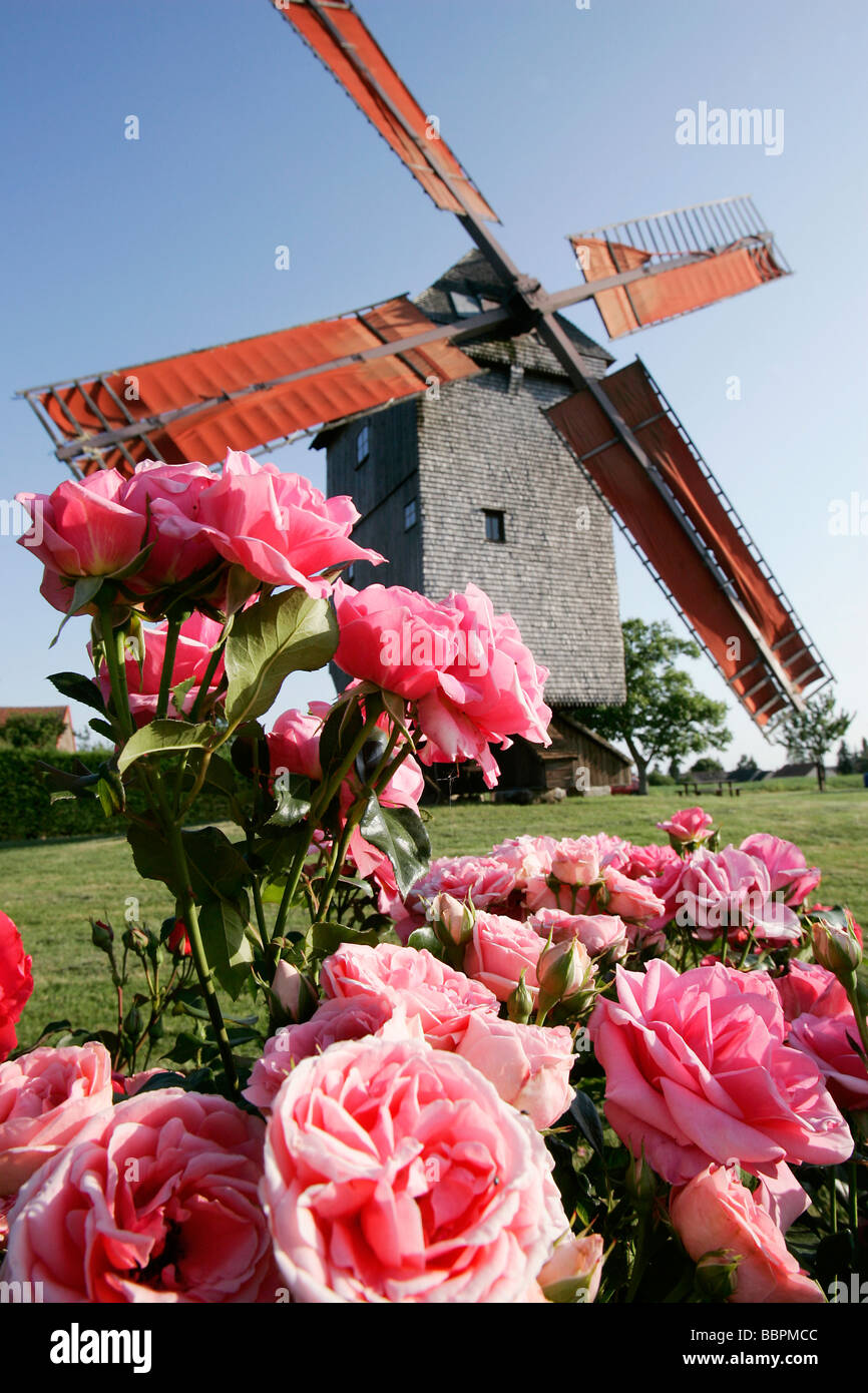 Il mulino a vento di BOIS DE FEUGERES vicino a un letto di rose, EURE-ET-LOIR (28), Francia Foto Stock