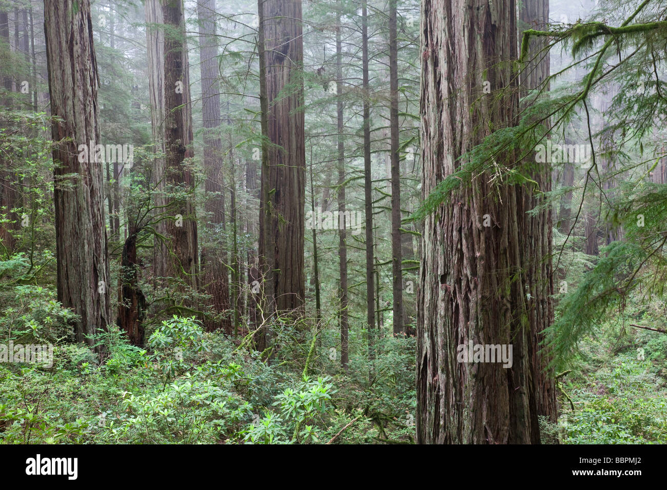 Filtri di nebbia attraverso cespugli di rododendro e crescita di vecchi alberi di sequoia in California s Parco Nazionale di Redwood Foto Stock