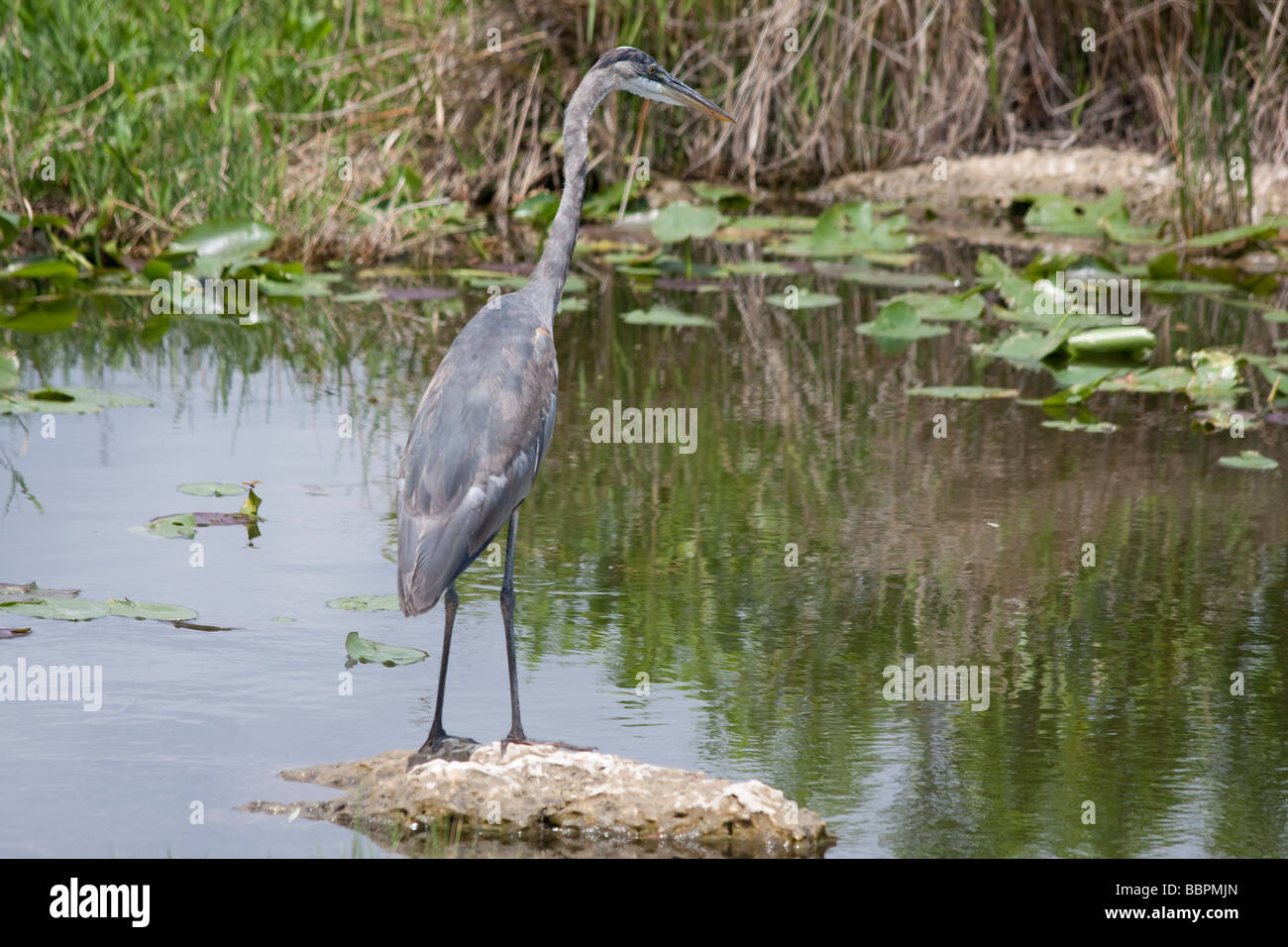 Aironi blu e altri uccelli abbondano su Anhinga Trail a Royal Palm, nel Parco nazionale delle Everglades, Florida. Foto Stock