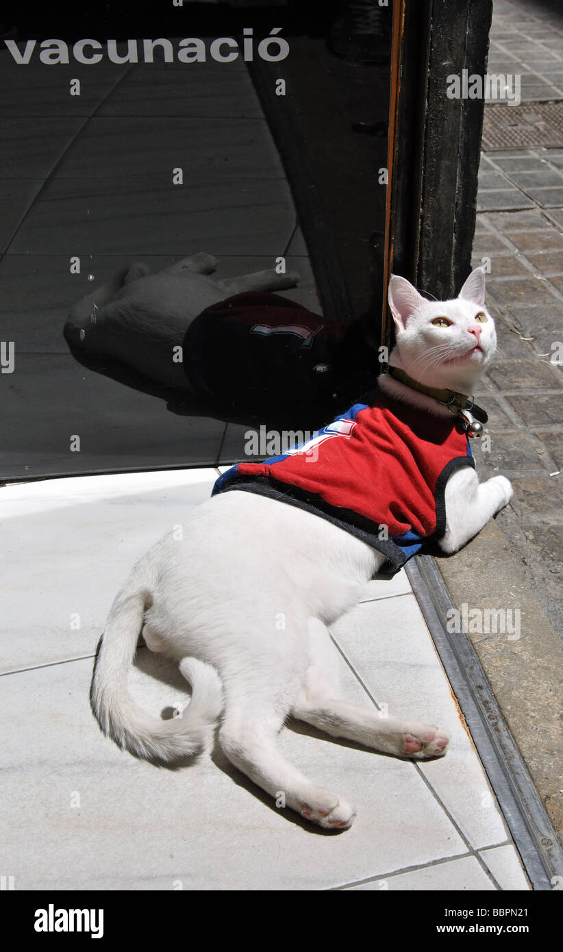 Overdressed Cat, Barcellona, Spagna Foto Stock