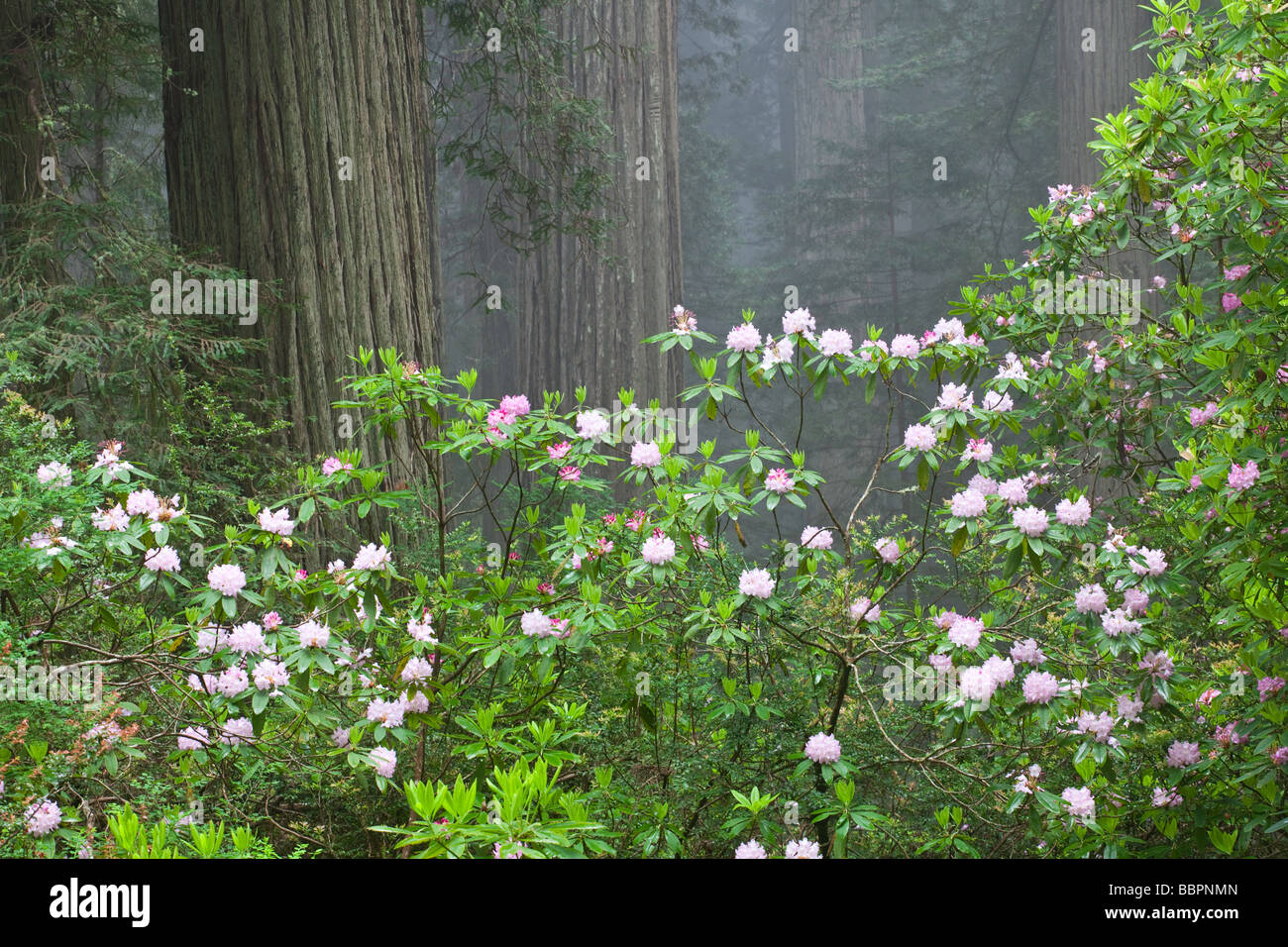 Filtri di nebbia attraverso cespugli di rododendro e crescita di vecchi alberi di sequoia in California s Parco Nazionale di Redwood Foto Stock