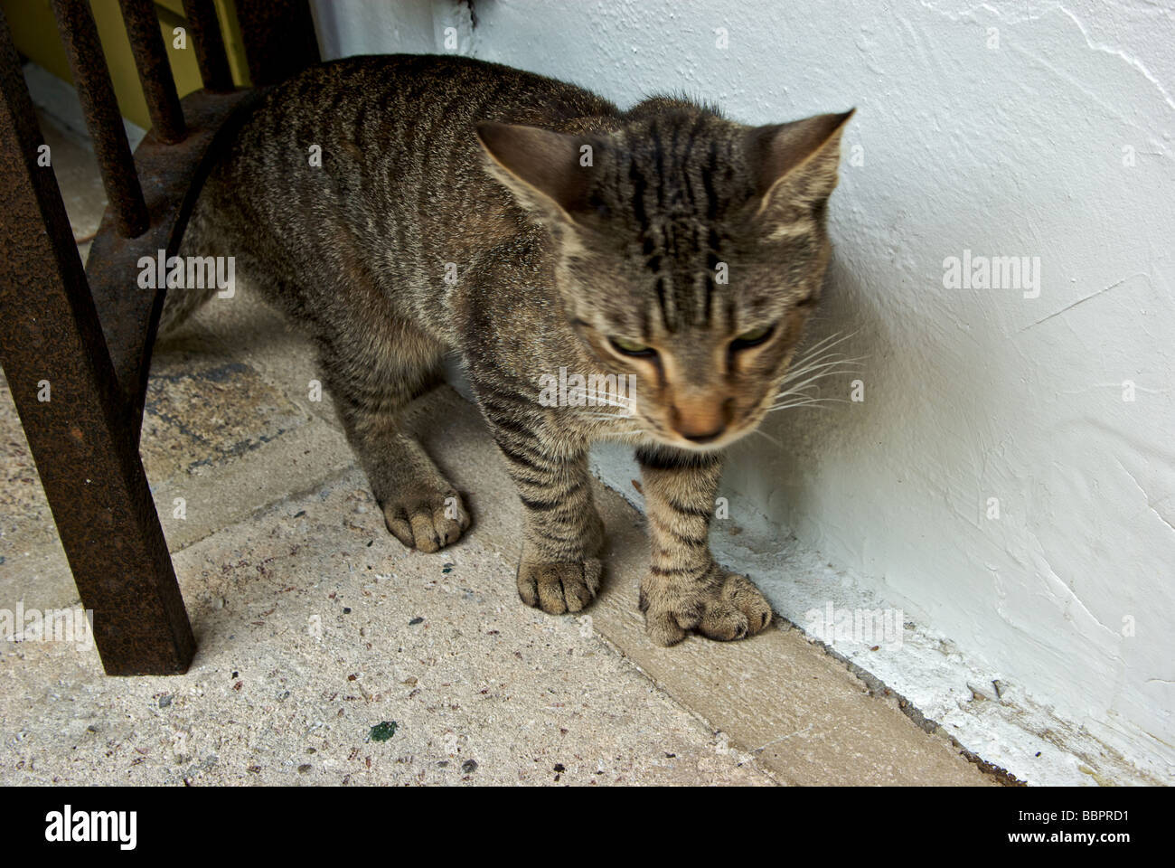 I gatti discendente del celebre sei toed polydactyl cats Ernest Hemingway di proprietà "Key West Florida' Foto Stock