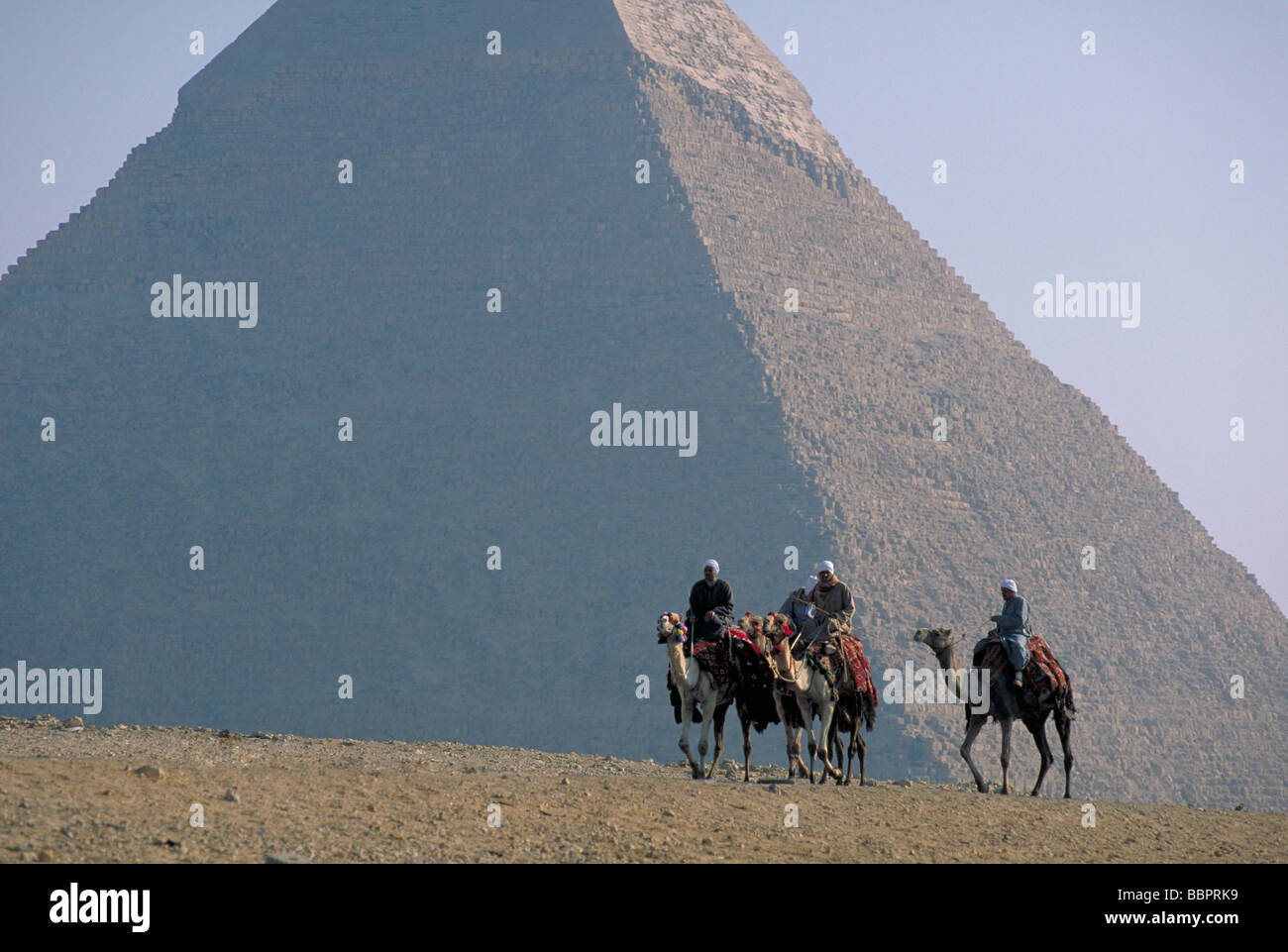 Elk157-2024 Egitto Giza cammelli di fronte Khafre piramide dell Foto Stock