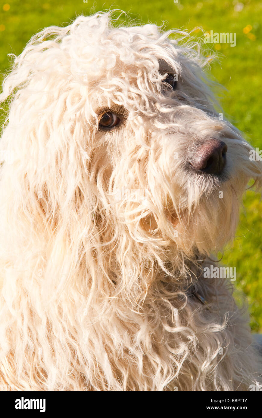 Un grande bianco mongrel capelli lunghi carino cercando cane close up ritratto eventualmente incrociato con un barboncino e un labrador retriever o Foto Stock