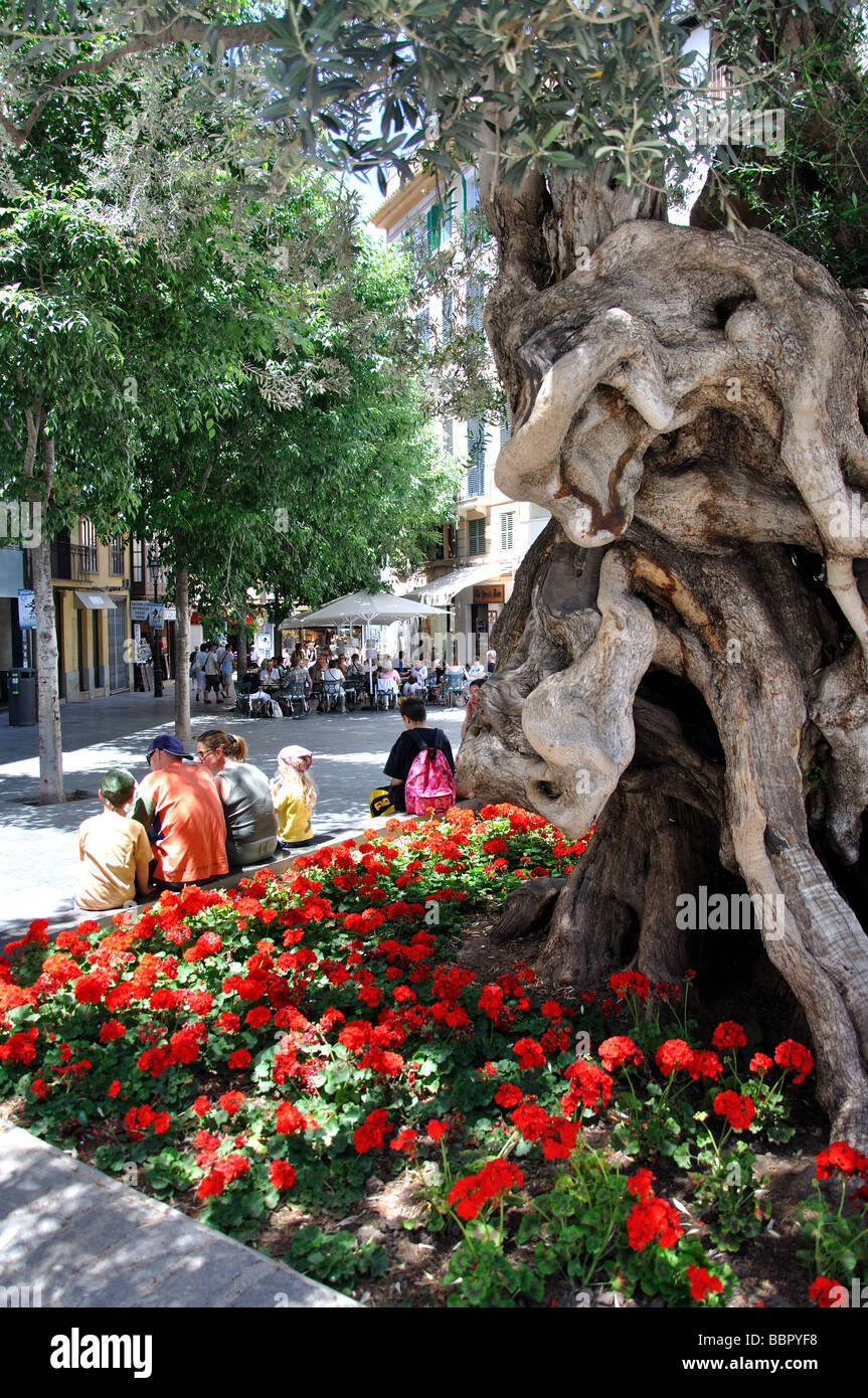 Antico albero di olivo, Placa Cort, Palma de Mallorca, Palma comune, Maiorca, isole Baleari, Spagna Foto Stock