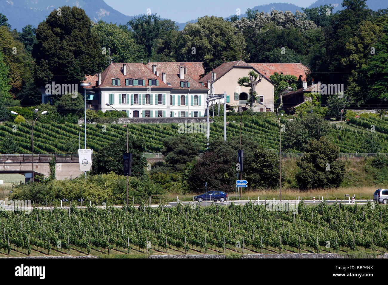 Vigneti sulle rive del lago di Ginevra, il cantone di Ginevra, Svizzera Foto Stock