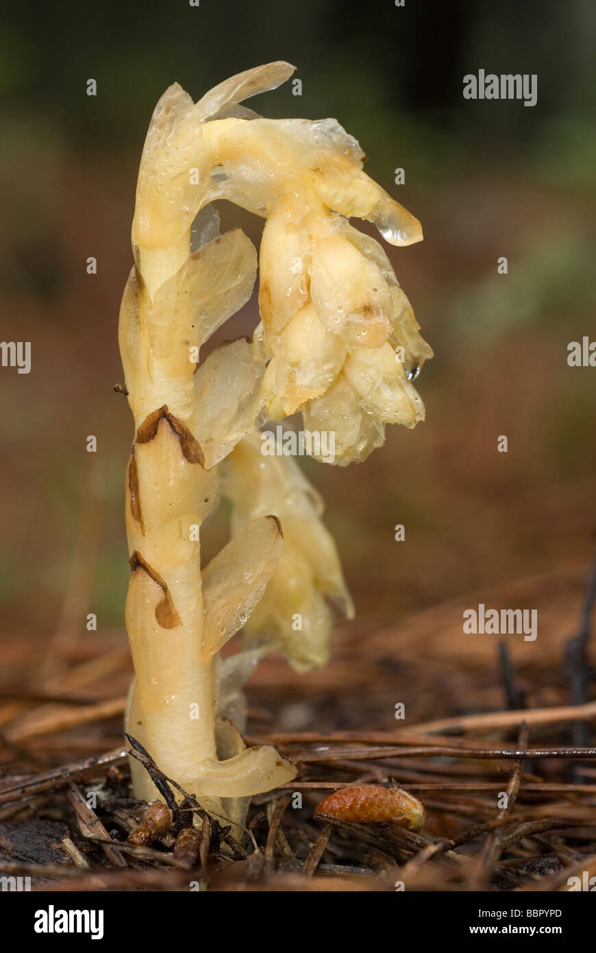 Dutchman's tubo, giallo Bird's-nest o Pinesap (Monotropa hypopitys) Foto Stock