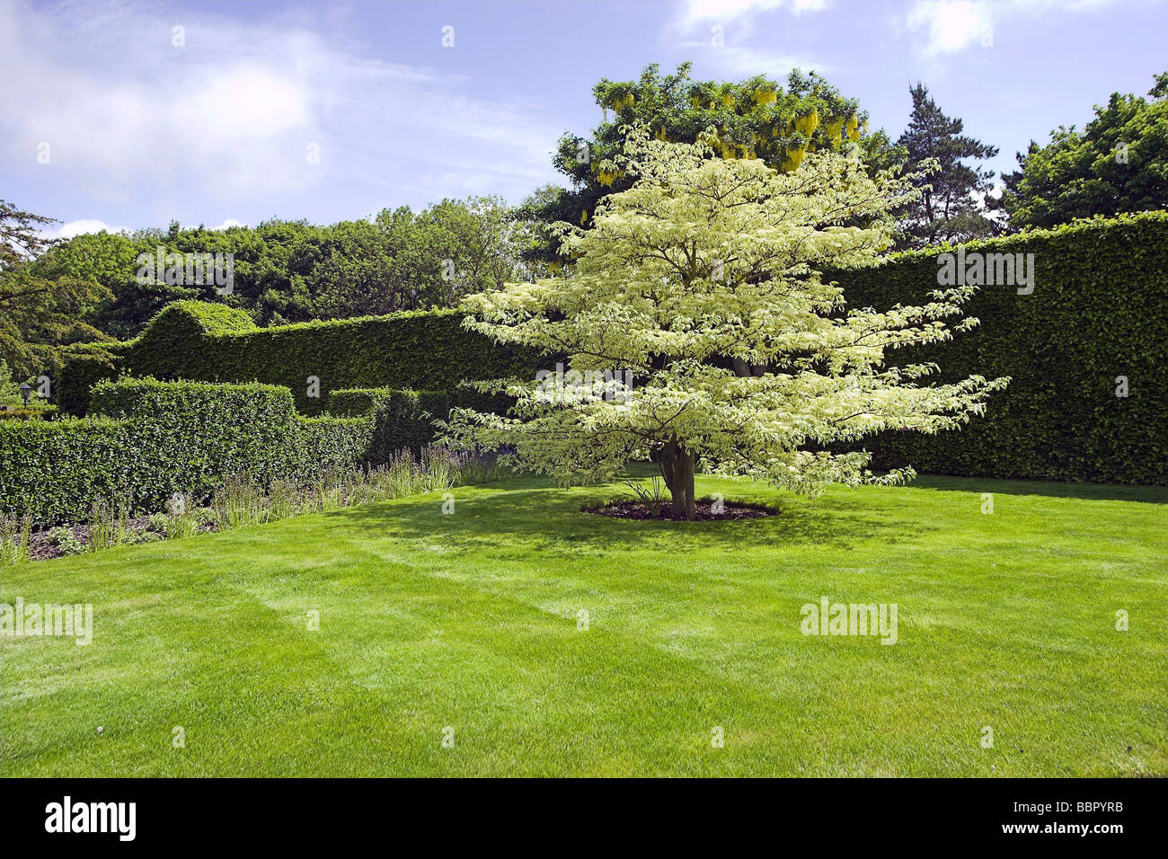 Cornus, sanguinello, torta di nozze di albero in un giardino con prato verde e siepi Foto Stock