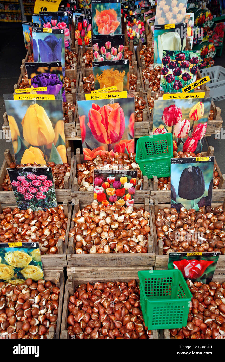 Bulbi di tulipani, il mercato dei fiori, BLOEMENMARKT Foto Stock