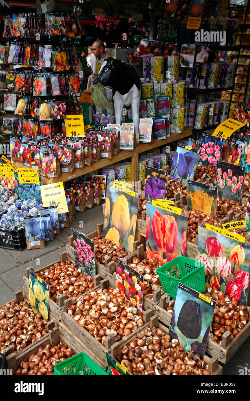 Bulbi di tulipani, il mercato dei fiori, BLOEMENMARKT Foto Stock