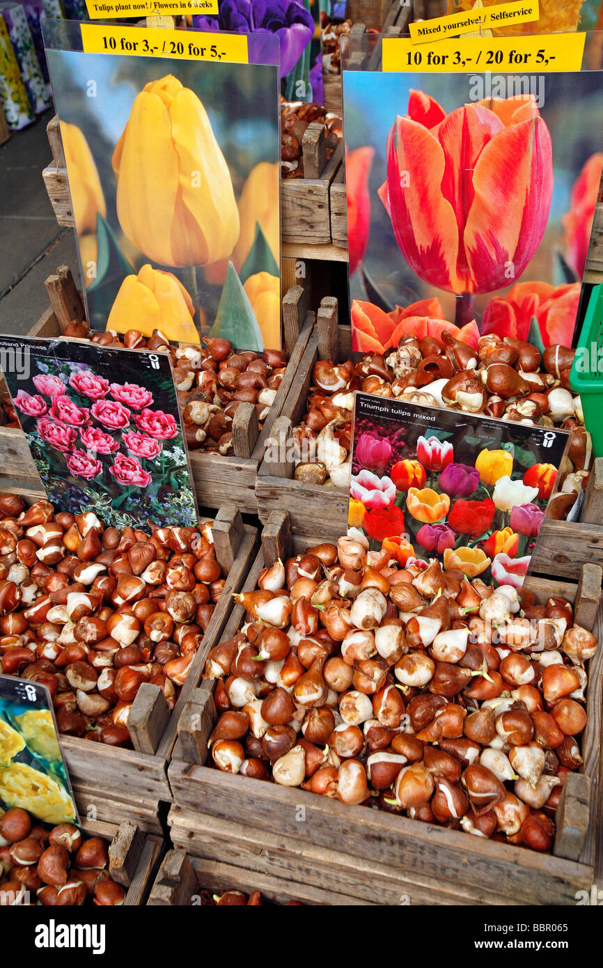 Bulbi di tulipani, il mercato dei fiori, BLOEMENMARKT Foto Stock