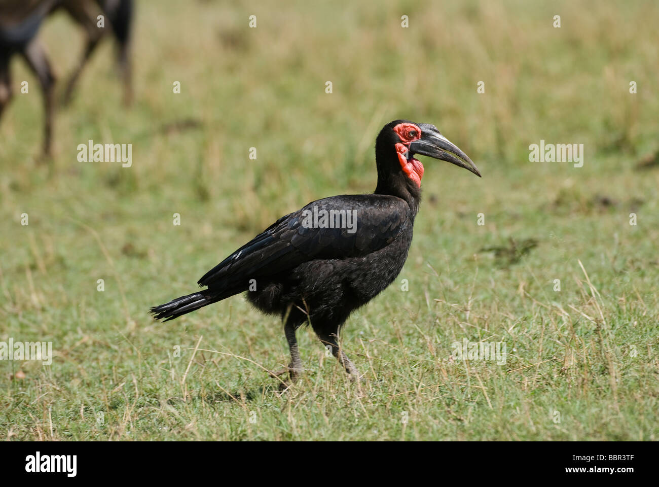 Massa meridionale hornbill Bucorvus leadbeateri Masai Mara riserva nazionale del Kenya Africa orientale Foto Stock