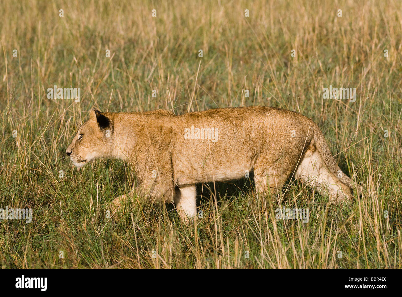 Giovani lion Panthera leo Masai Mara Kenya Africa orientale Foto Stock