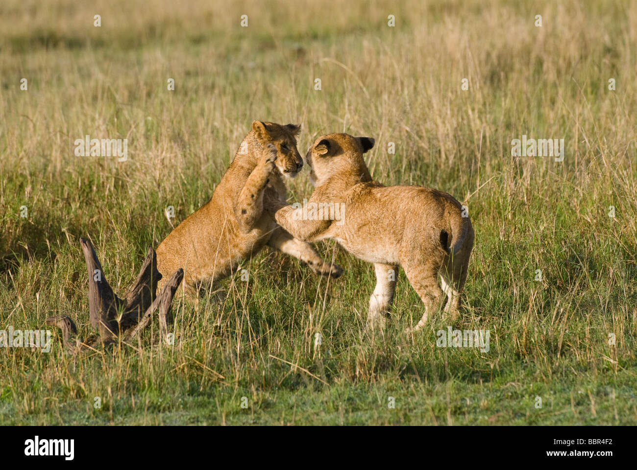 Giovani lion Panthera leo Masai Mara Kenya Africa orientale Foto Stock