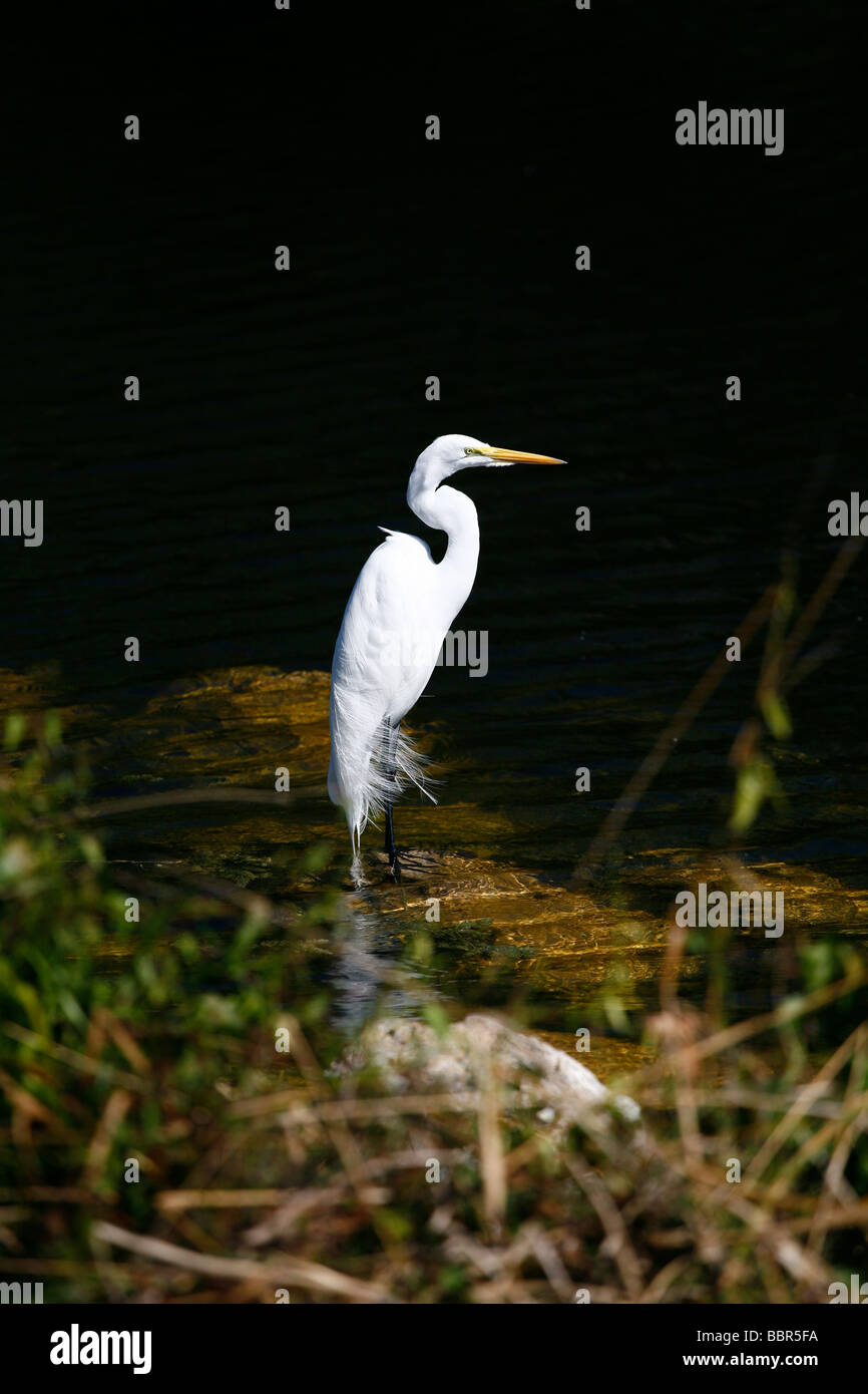 Florida Everglades grande airone bianco bird in piedi nel fiume. Foto Stock