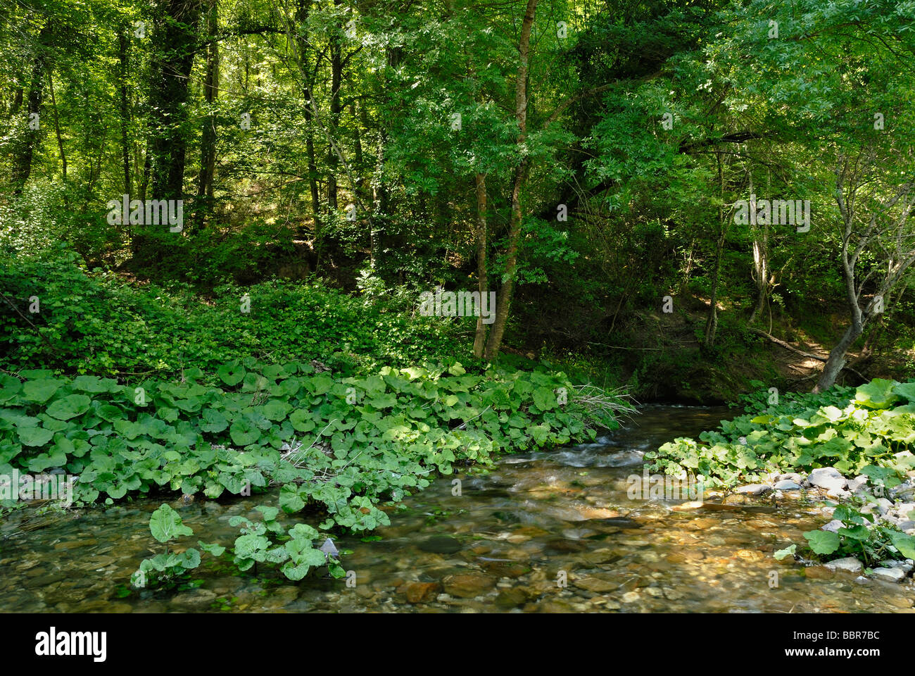 Toscana (Toscana) Italia - torrente Sterza (Sterza stream) nord affluente del fiume Cecina Foto Stock