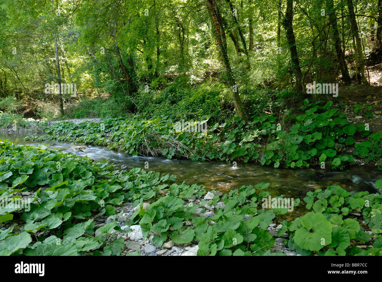 Toscana (Toscana) Italia - torrente Sterza (Sterza stream) nord affluente del fiume Cecina Foto Stock