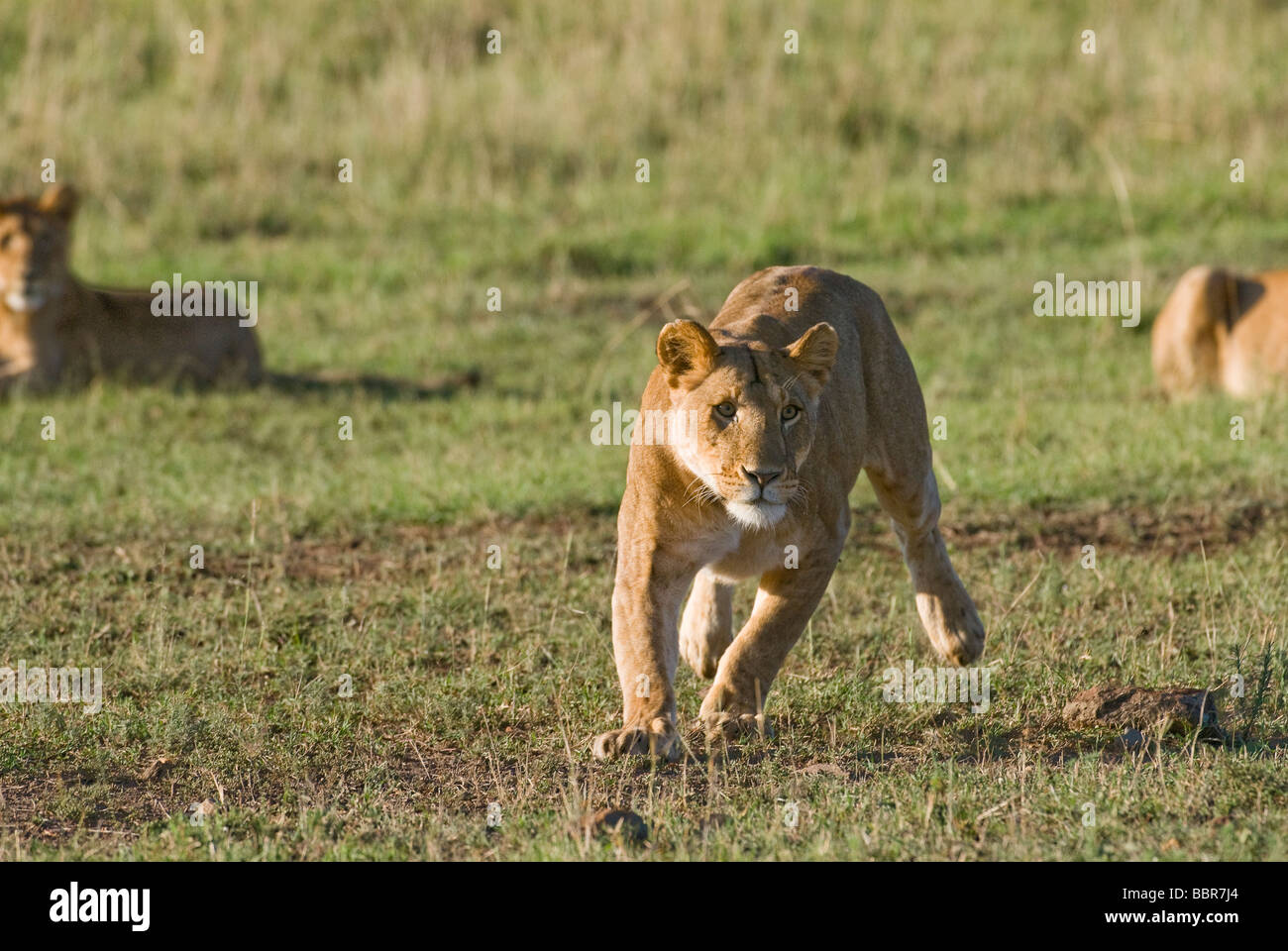 Lion Panthera leo leonessa caccia Masai Mara Kenya Africa orientale Foto Stock