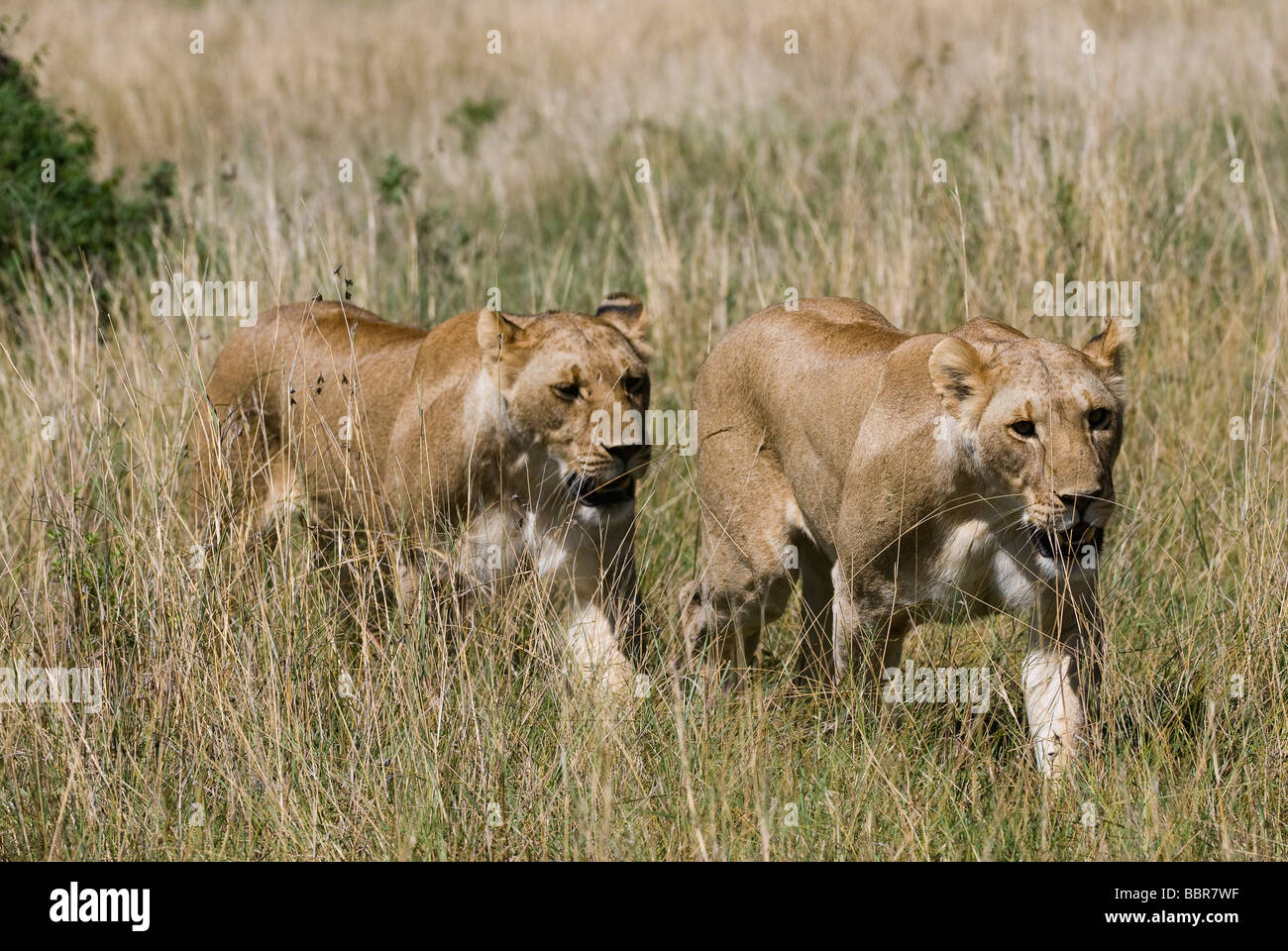 Lion Panthera leo leonessa a camminare Masai Mara Kenya Africa orientale Foto Stock