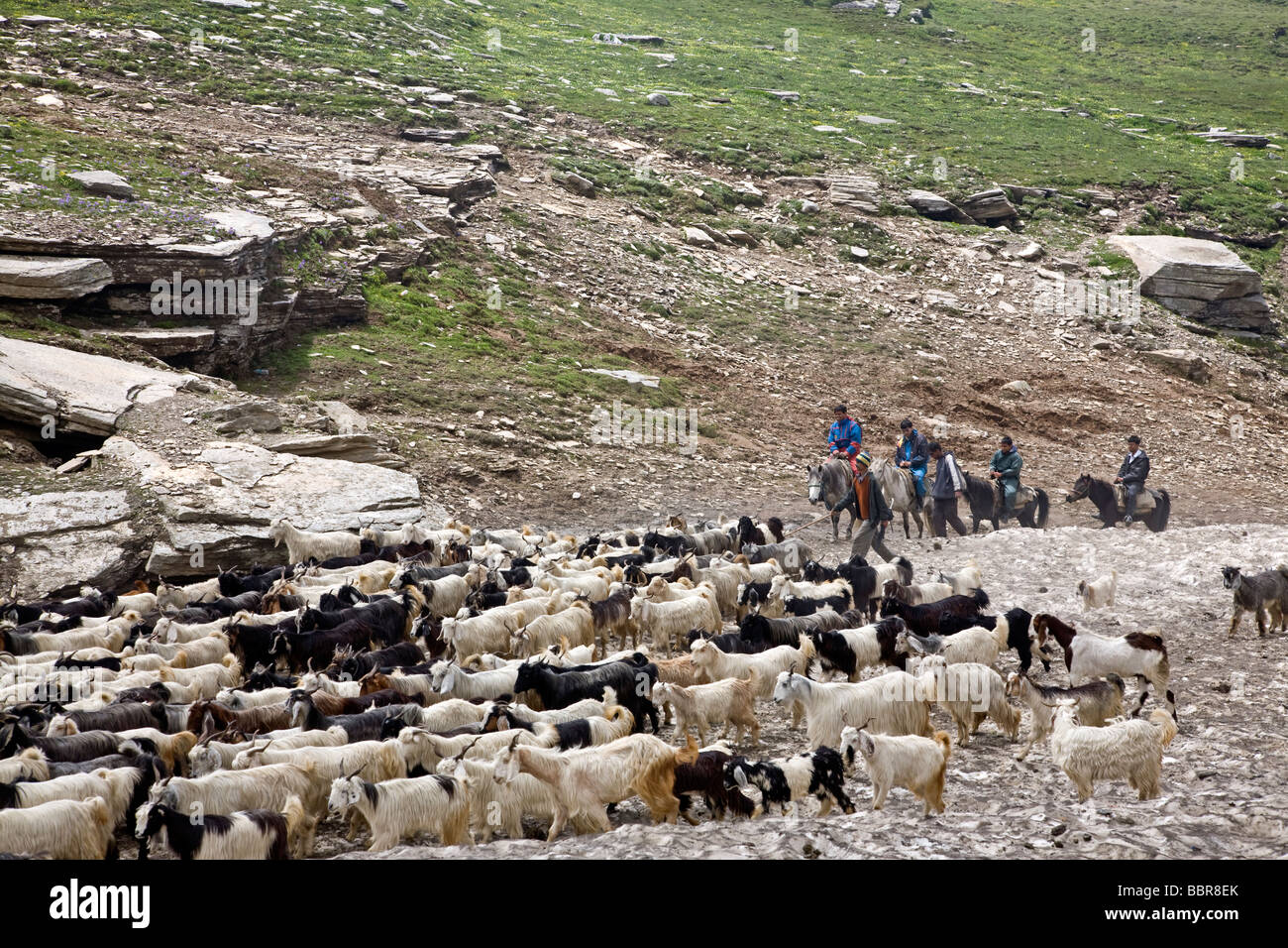 Pastori e un allevamento di capre. Baralacha Pass. Ladakh. India Foto Stock