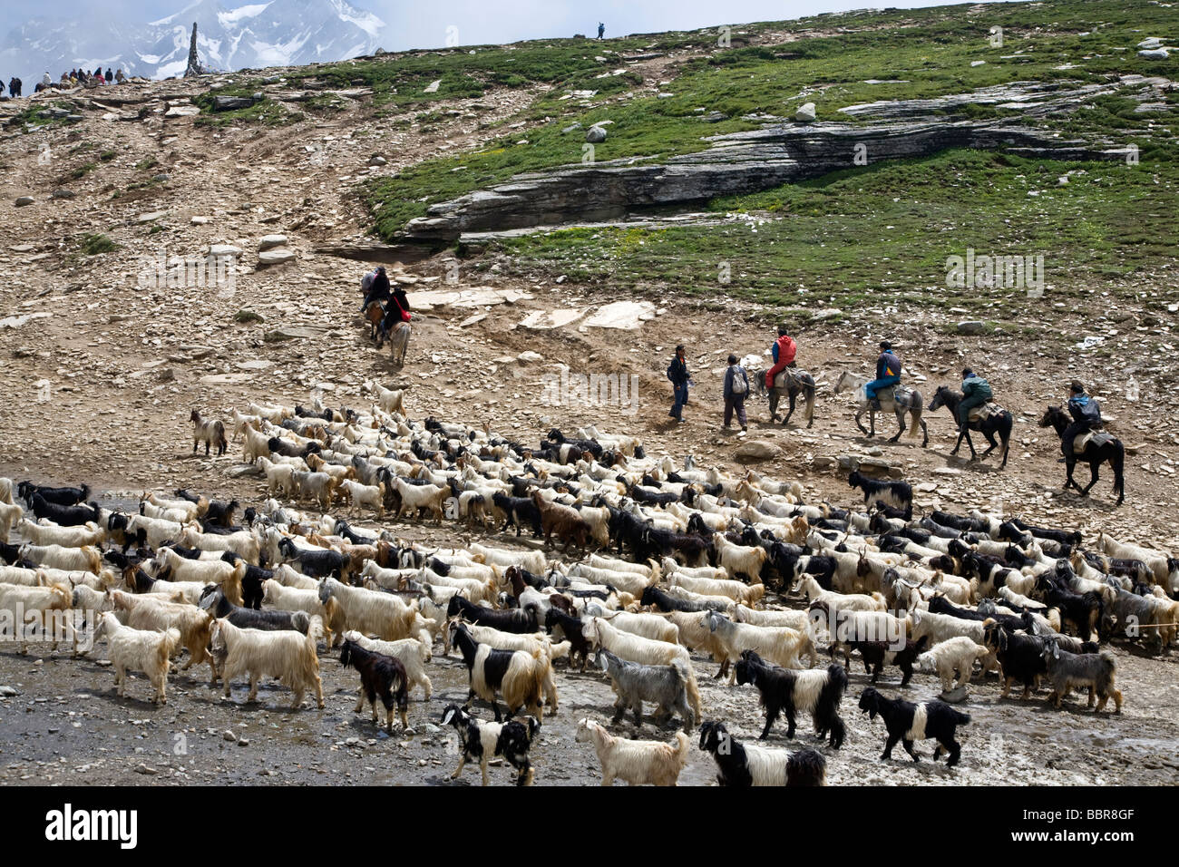 Pastori e un allevamento di capre. Baralacha Pass. Ladakh. India Foto Stock
