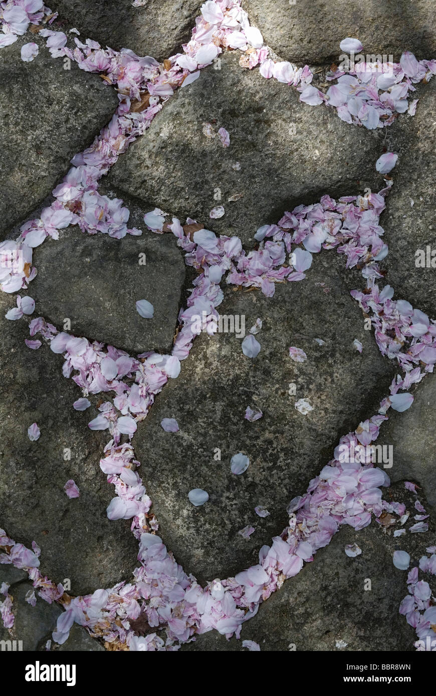 Caduti di rosa fiori di ciliegio pedali riempire le fessure tra la passerella lastricatori di creare uno schema asimmetrico Foto Stock