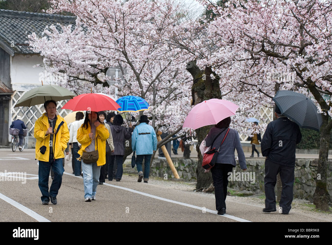 I visitatori di Hikone città nella prefettura di Shiga godendo la fioritura dei ciliegi nel parco del castello Foto Stock