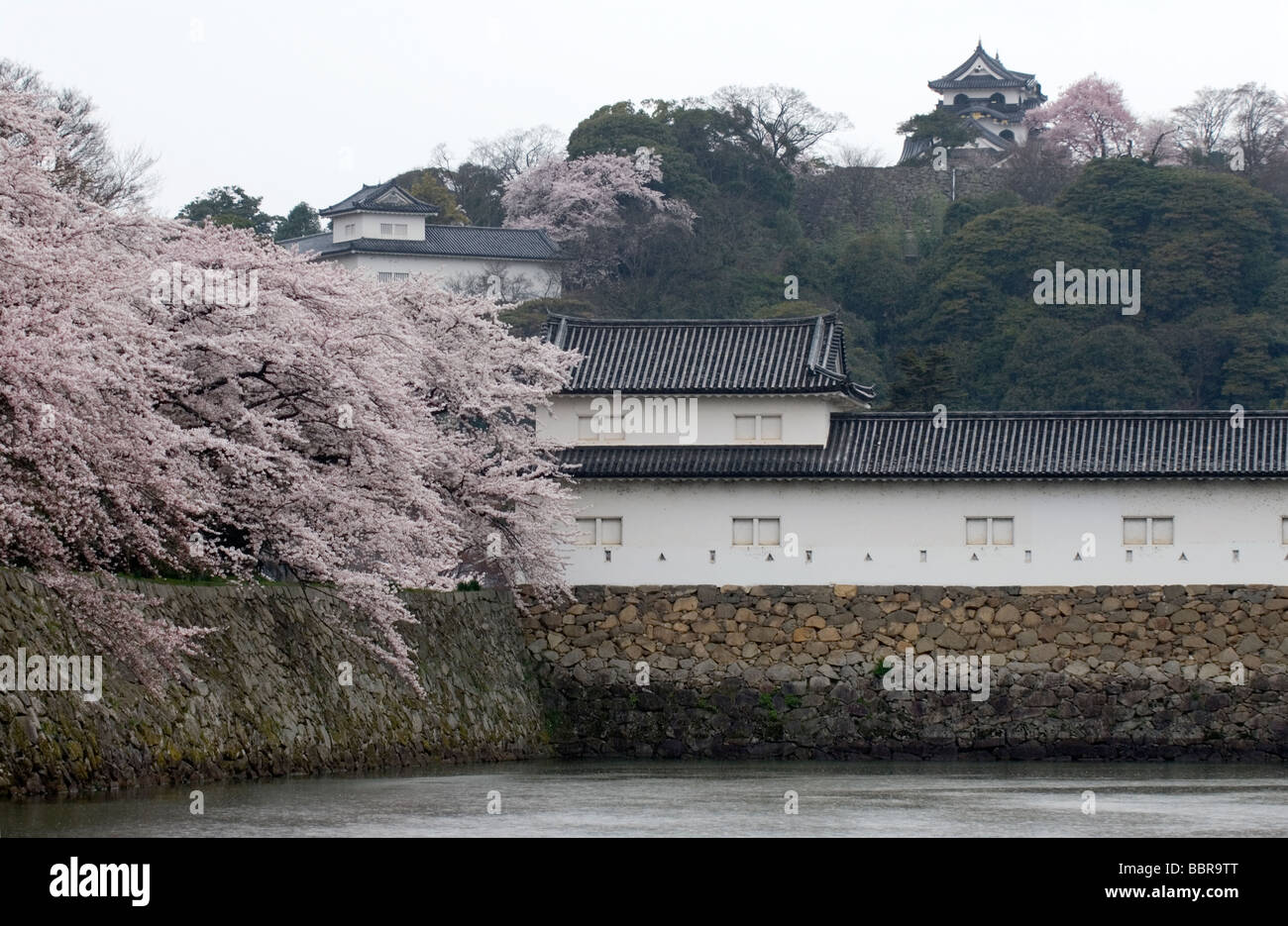 Gli alberi di ciliegio in fiore nei giardini del castello di Hikone nella prefettura di Shiga Foto Stock