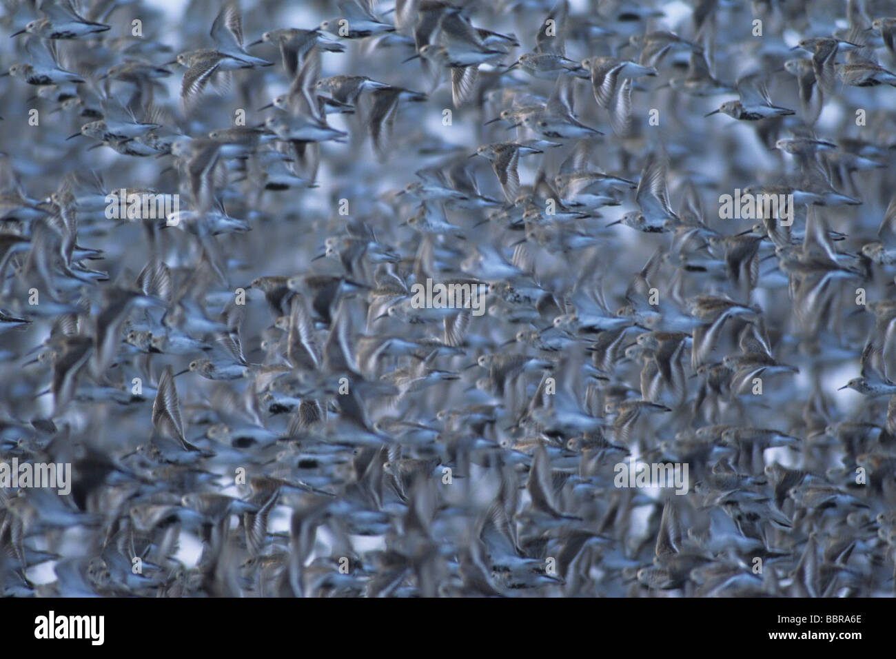 La migrazione di uccelli limicoli, dunlin (Calidris alpina), la migrazione a molla Foto Stock