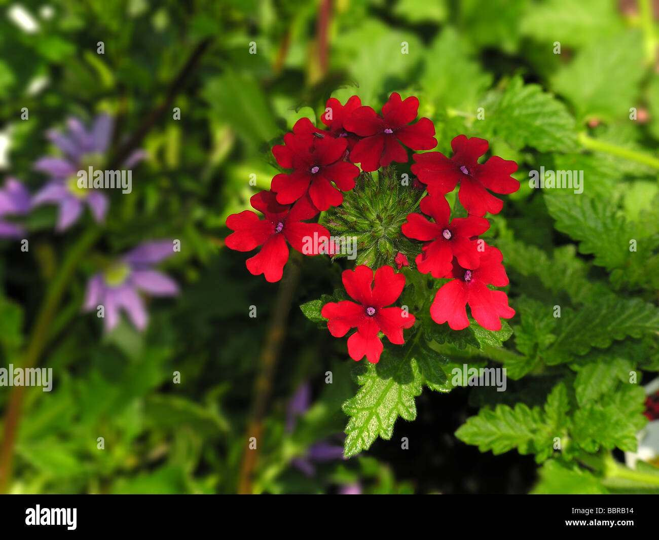 Tapien Verbena Super Foto Stock