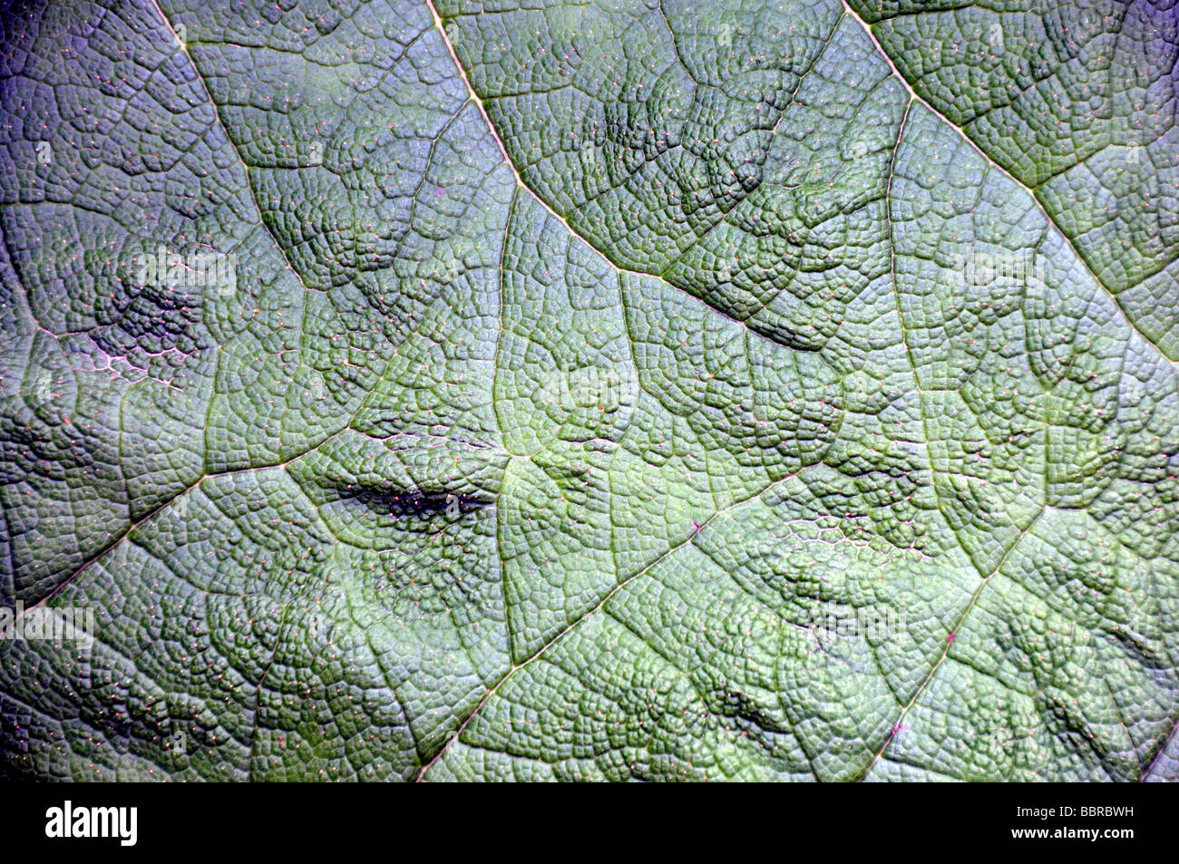 Rabarbaro cileno, (Gunnera tinctoria), Cile Foto Stock