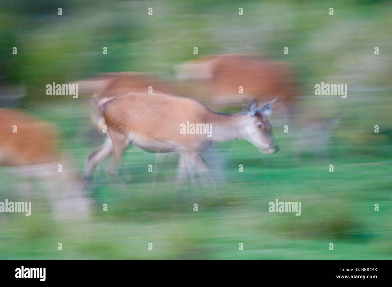 Cervi, Cervus elaphus, cerve o femmine di alimentazione al crepuscolo, Isle of Jura. Foto Stock