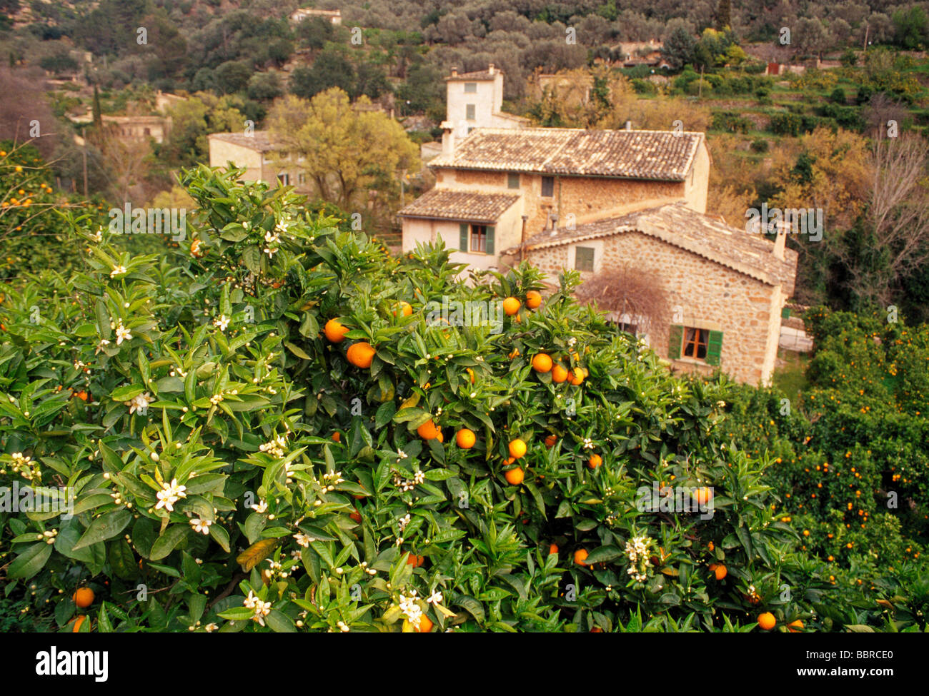 Arance sugli alberi, Fornalutx, isola di Maiorca, Spagna. Foto Stock