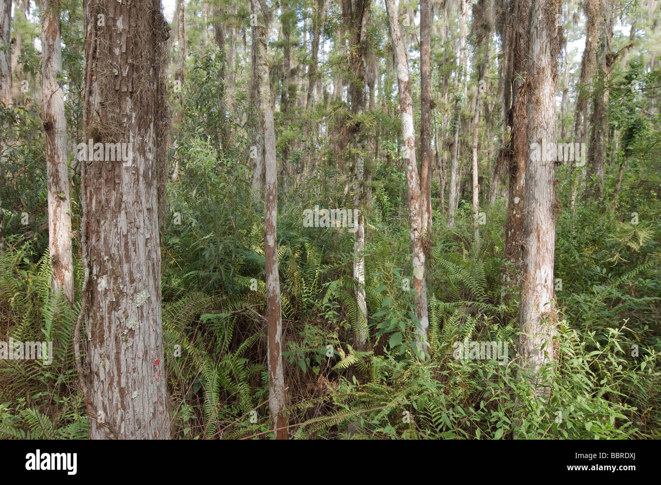 Cipresso Palude Foresta Foto Stock