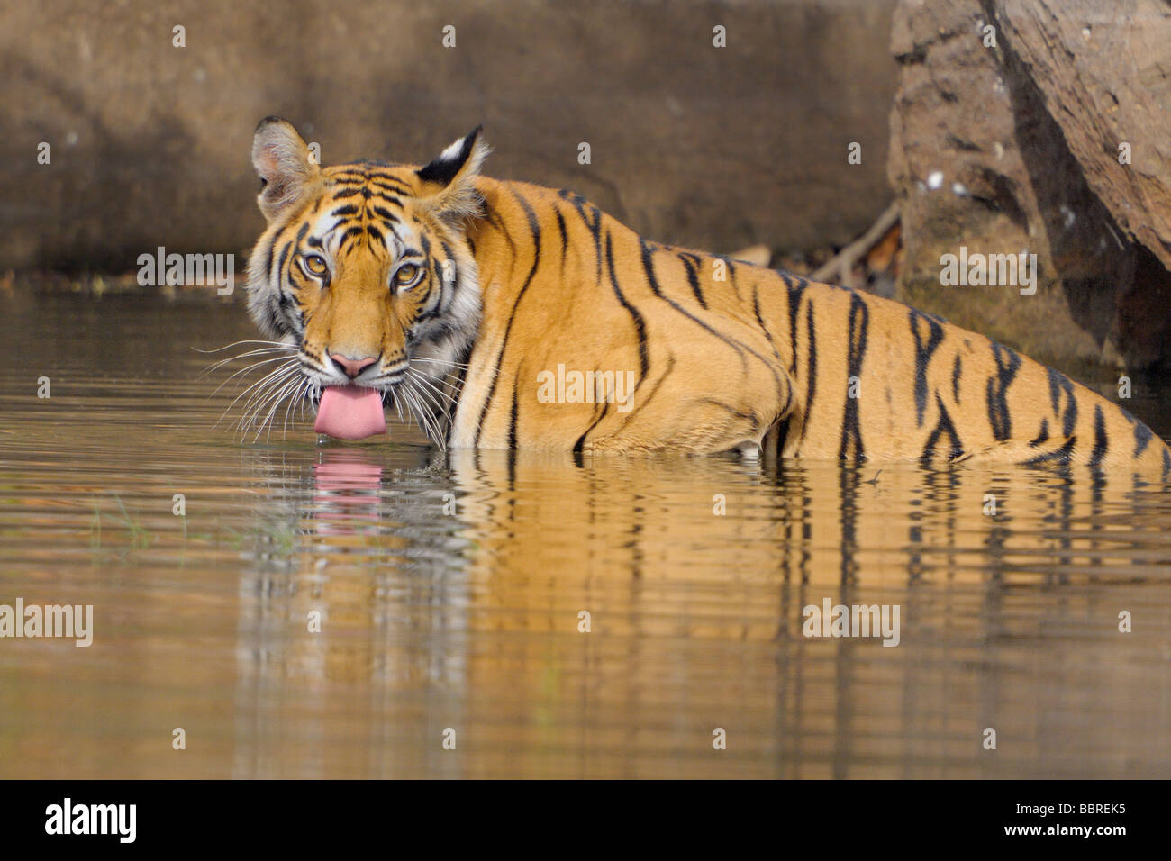 Tiger acqua lappatura Foto Stock