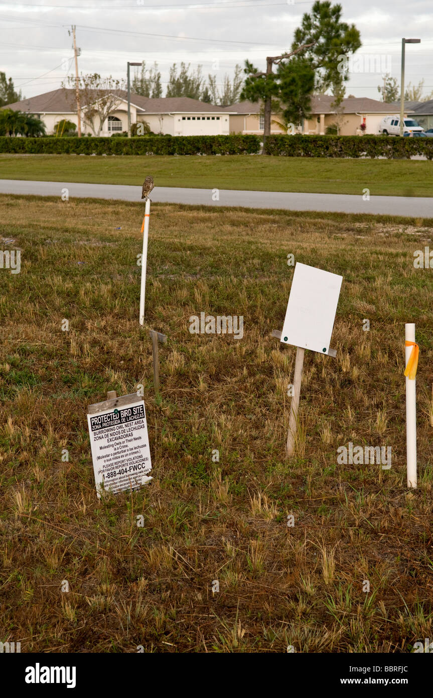 Scavando Il Gufo: Speotyto cunicularia. Cape Coral Florida USA Nest site nel sobborgo di gufo nota sul post Foto Stock