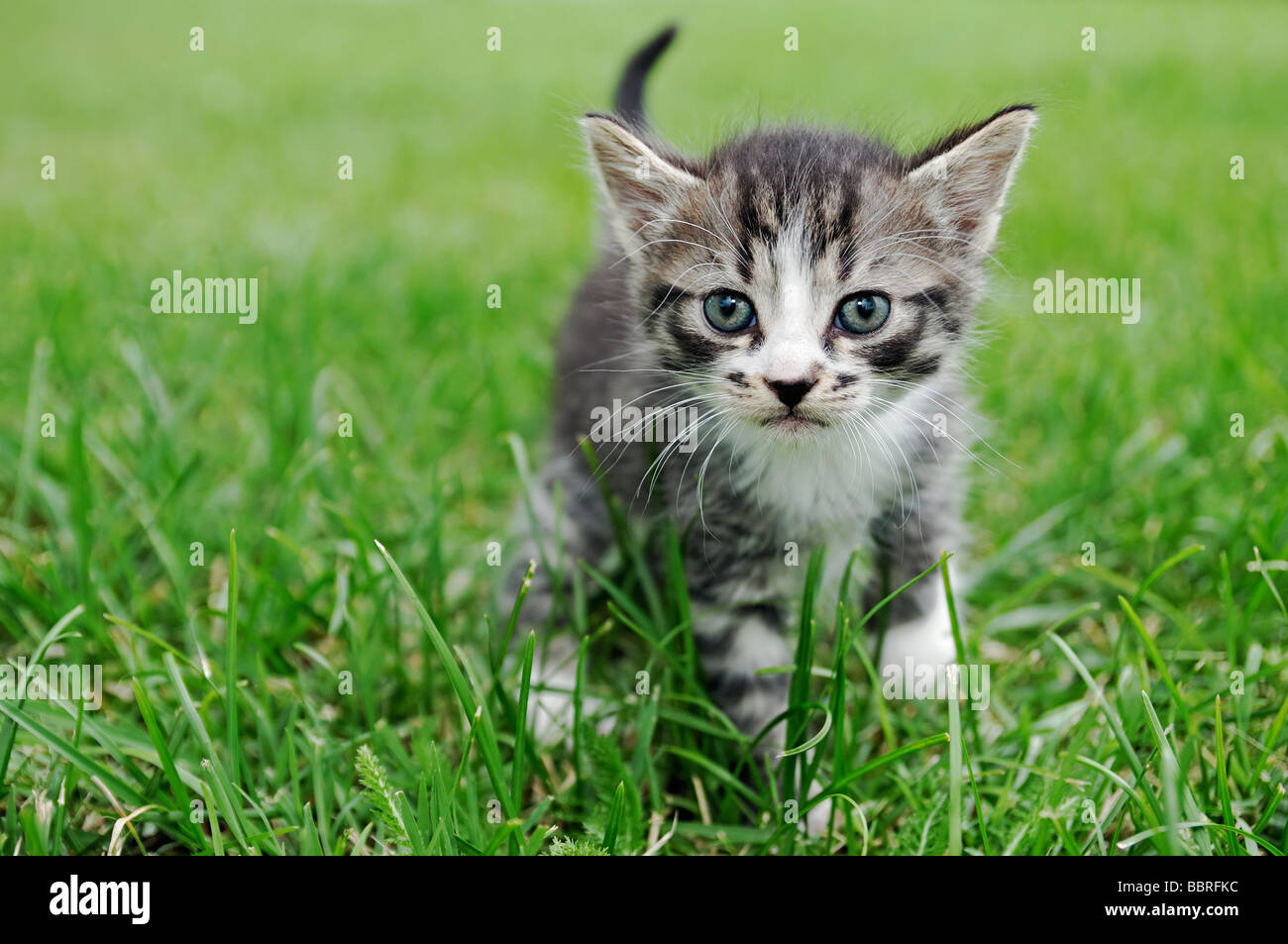 Kitten fuori a piedi attraverso l'Erba Foto Stock