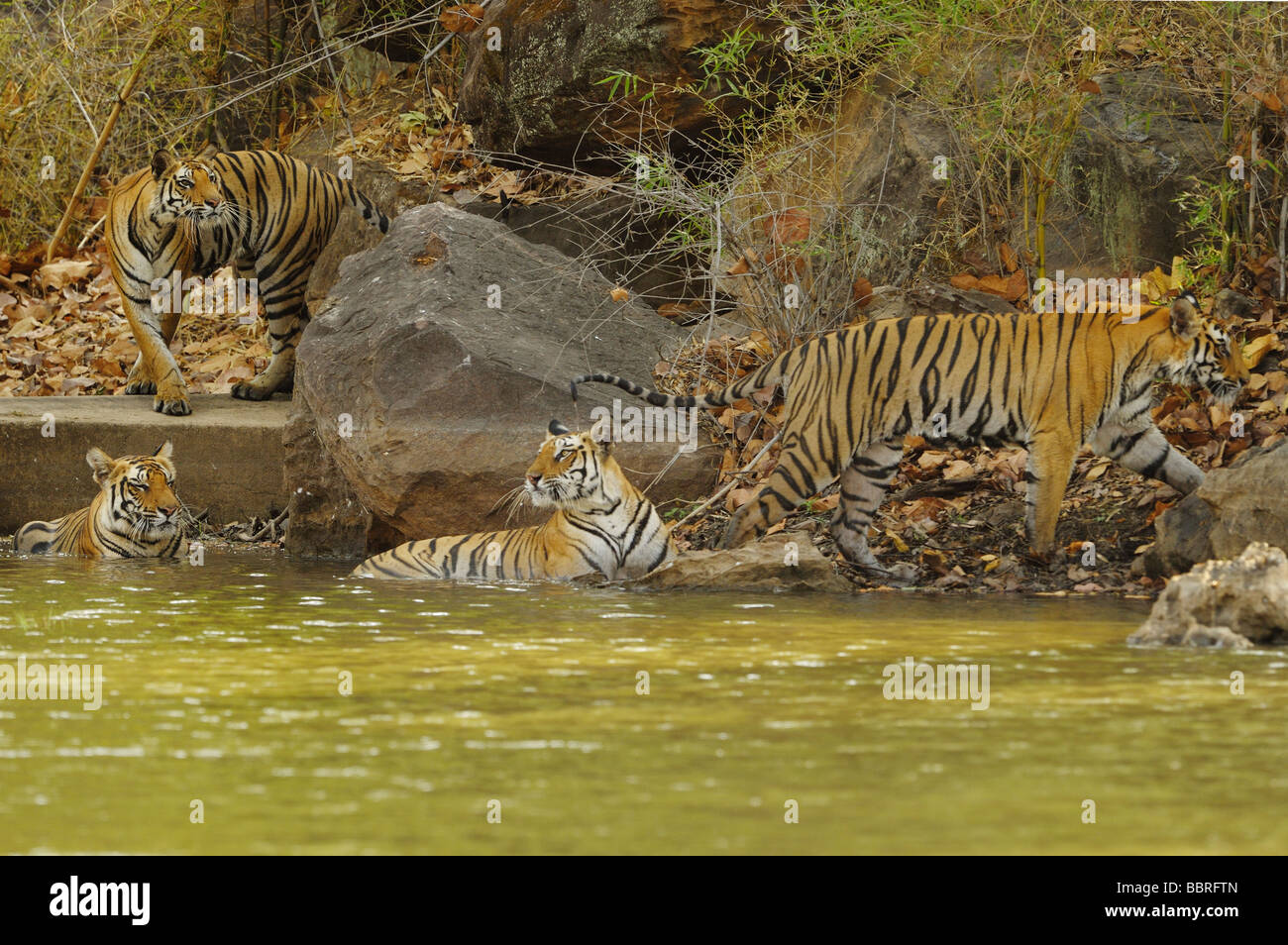Quattro tigri Foto Stock