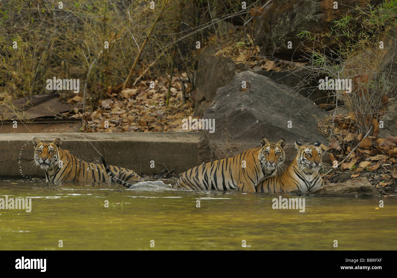 Tre tigri in acqua Foto Stock